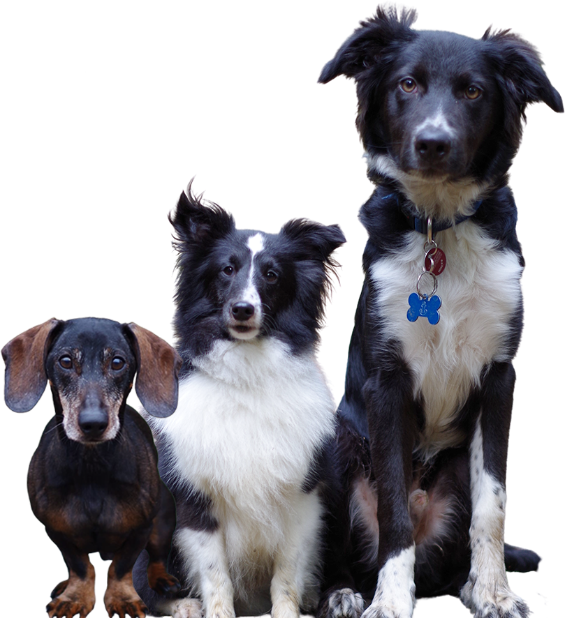 Dogsteiner - Hunde