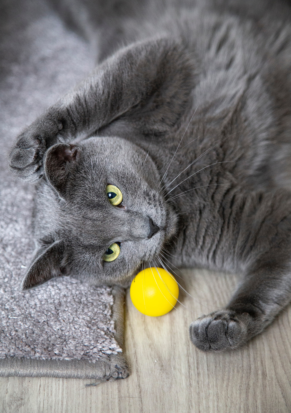 Themba - DOGSTEINER Katzenbetreuung - DOGSTEINER