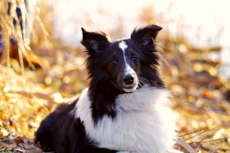 Schulbesuchshund - DOGSTEINER Schulbesuchshund - DOGSTEINER